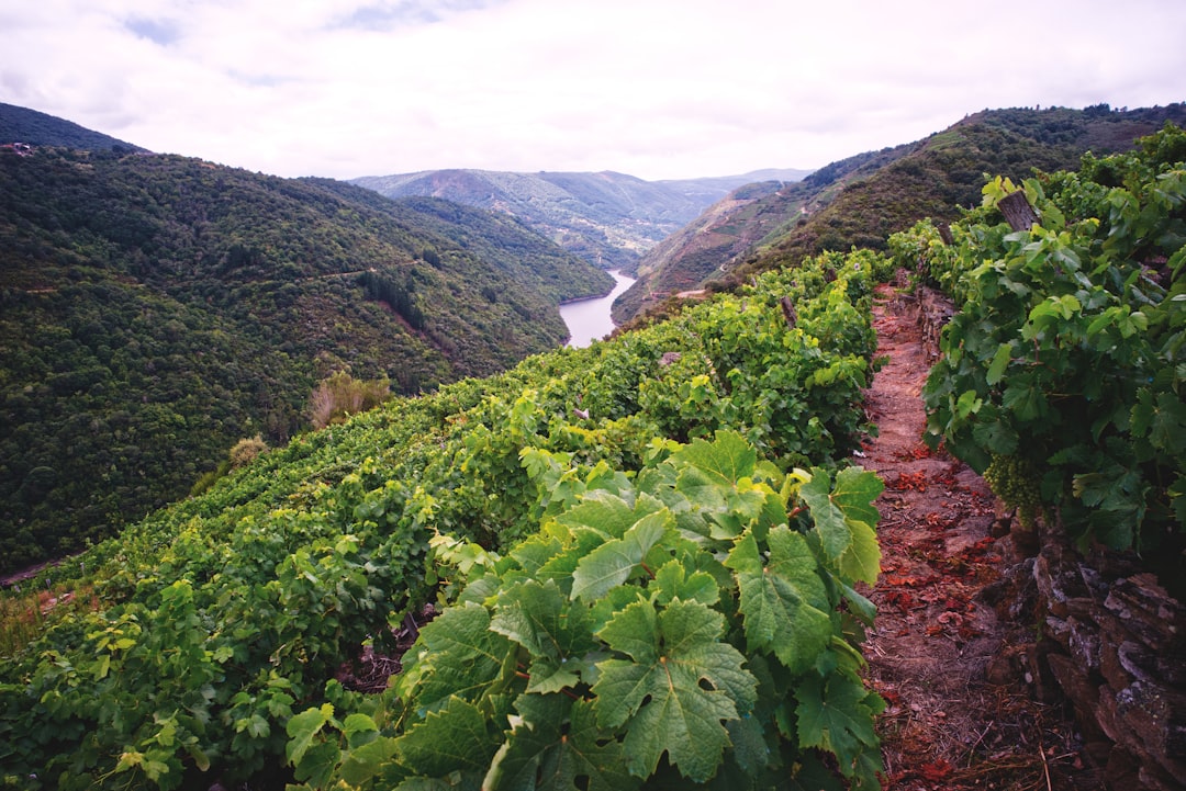 Undiscovered Wine Regions: In-Depth Guides for Curious Travelers