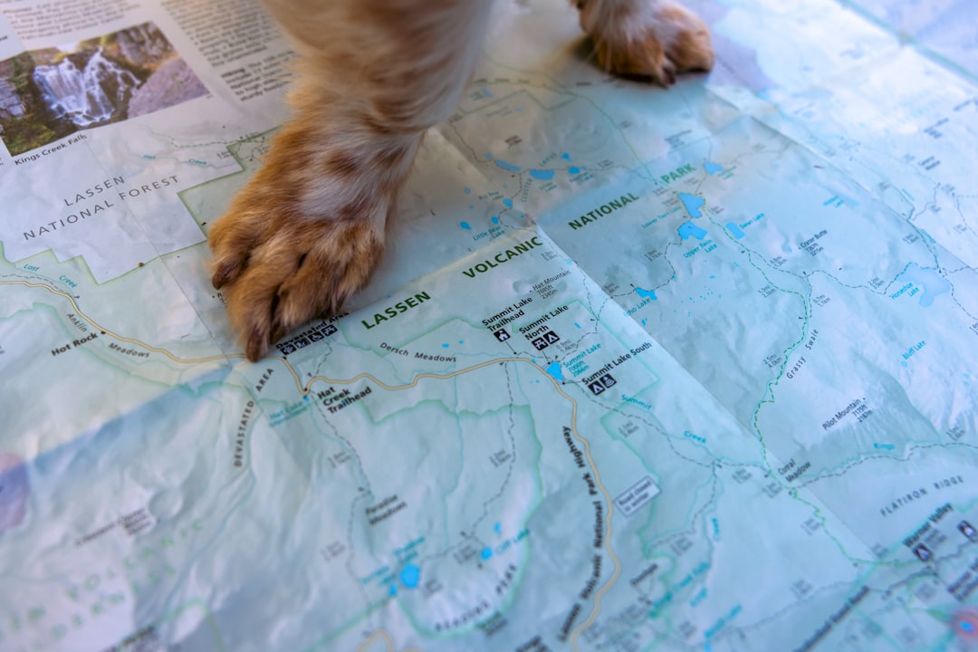 Documentos para viajar con mascotas y el cronograma de 6 meses