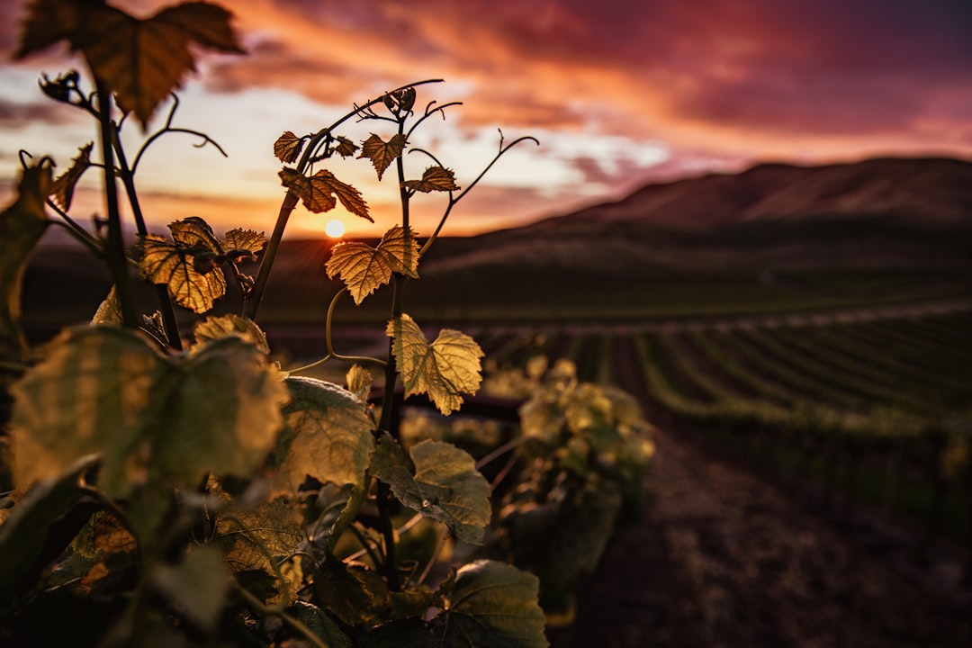 Beste Weinregionen im Herbst 2026: 5 Reisen planen