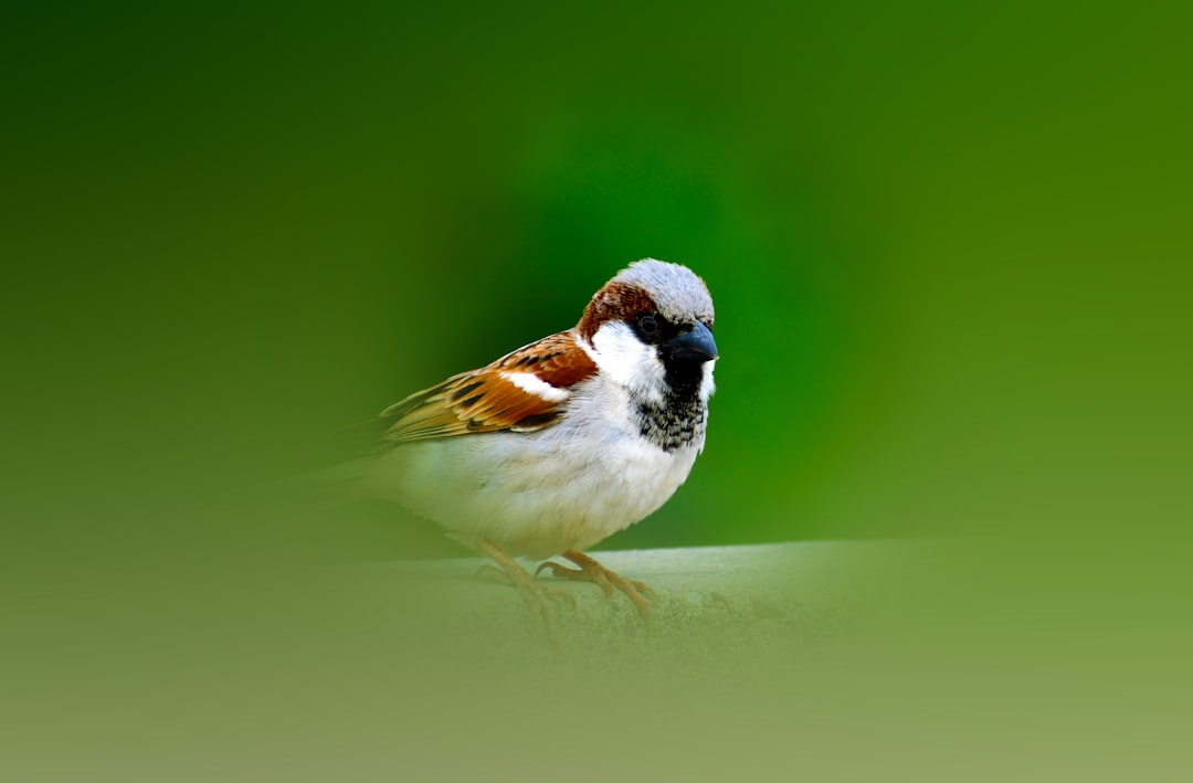 Perch