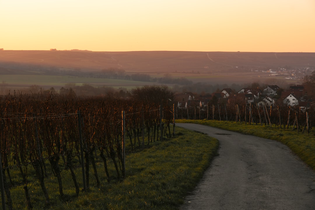 Undiscovered Wine Regions: In-Depth Guides for Curious Travelers