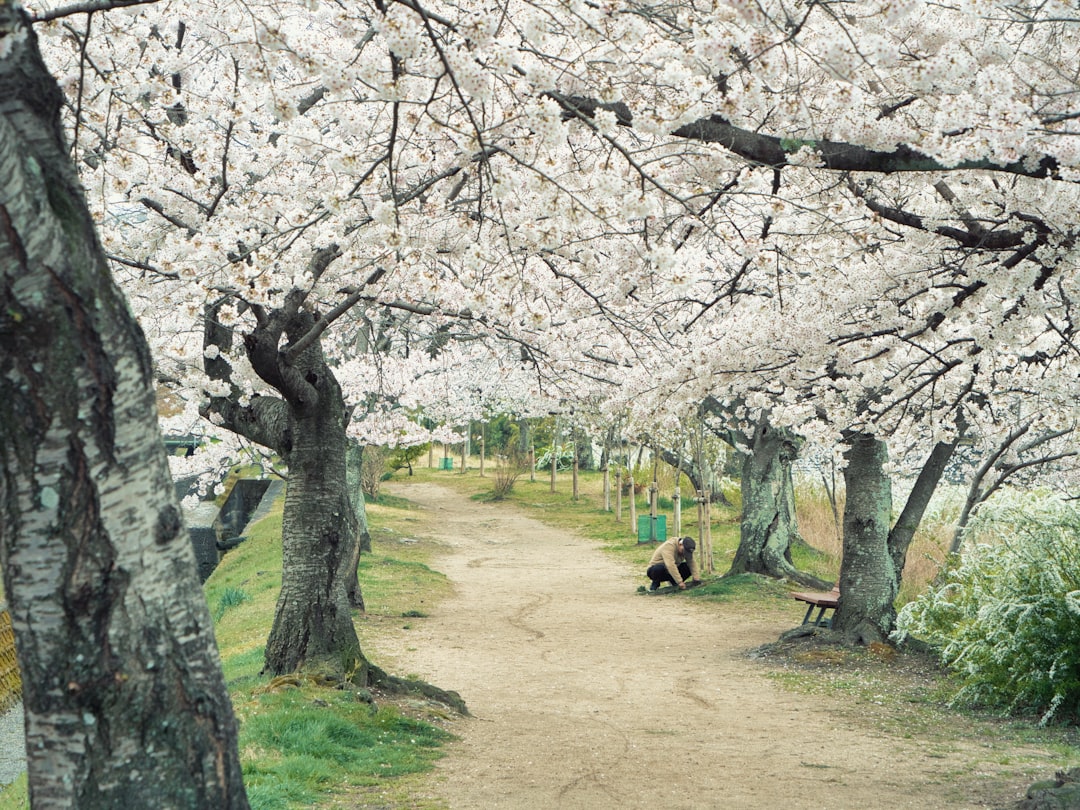 Destinos clásicos: Japón y sus mejores lugares cerezos