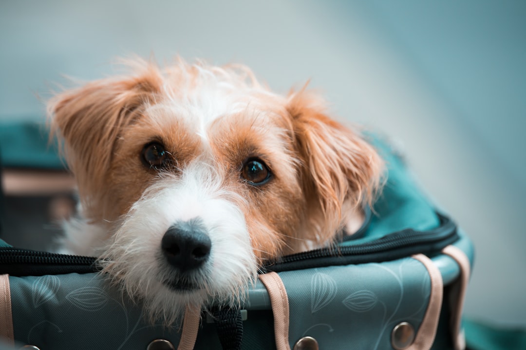 Köpek ve kediyle seyahat neden prova ister