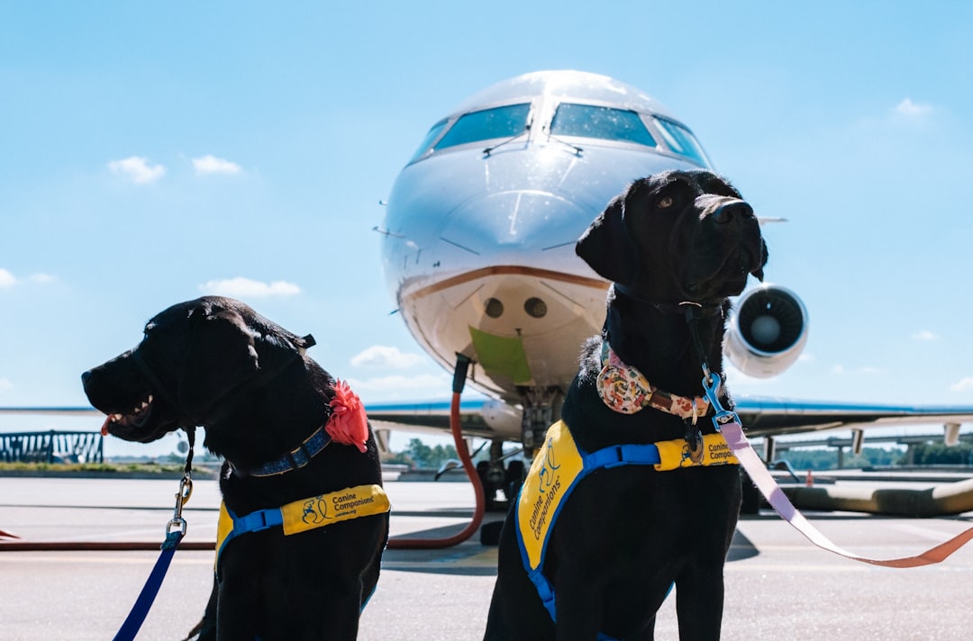 Volar con mascotas vs viajes por carretera: elige la ruta más tranquila