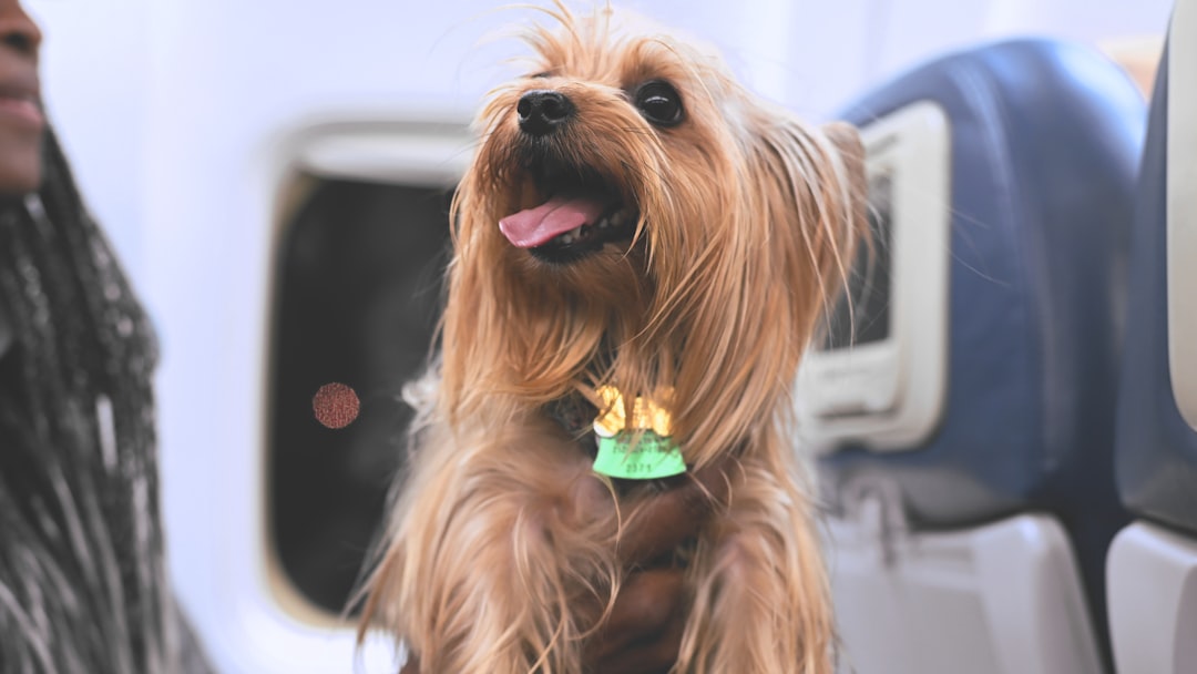 Flying with pets 2026: cabin vs cargo vs changing the route