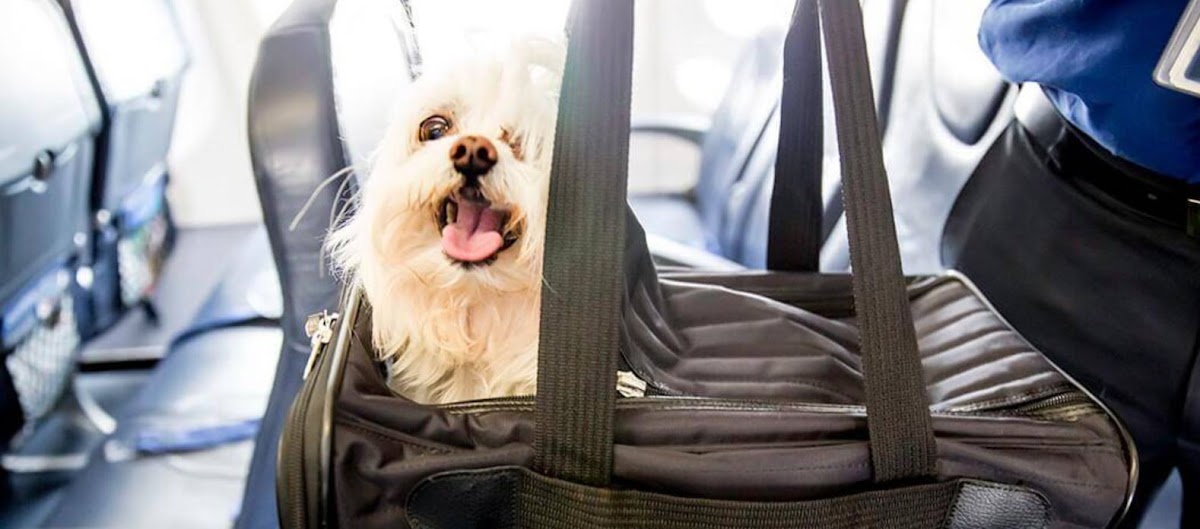 Voar com pets: cabine, porão e a realidade do aeroporto