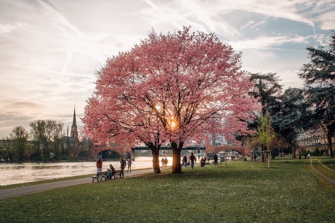 Mejores lugares cerezos: guía global para ver sakura