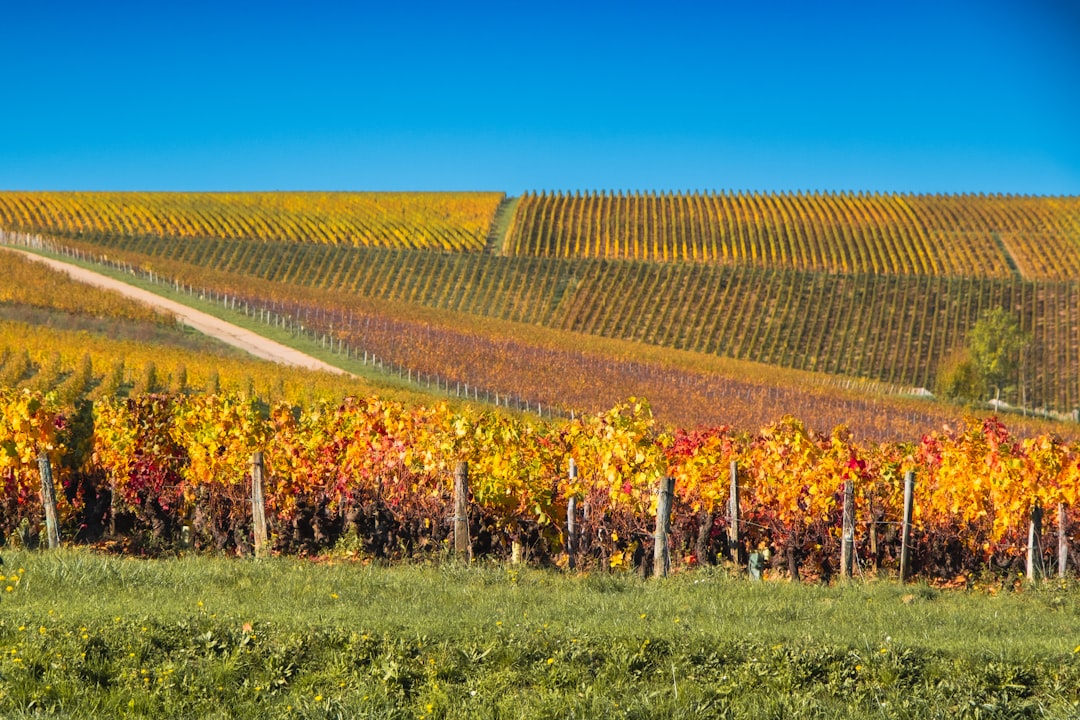Die besten Weinregionen im Herbst 2026 auf einen Blick