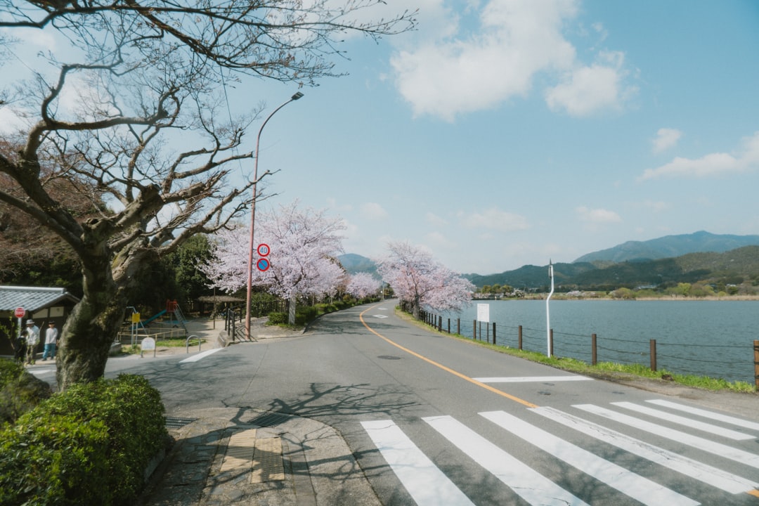 Why the best cherry blossom spots matter (and why timing is everything)