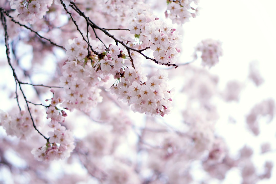 Best Cherry Blossom Spots 2026: Where to See Sakura in Bloom