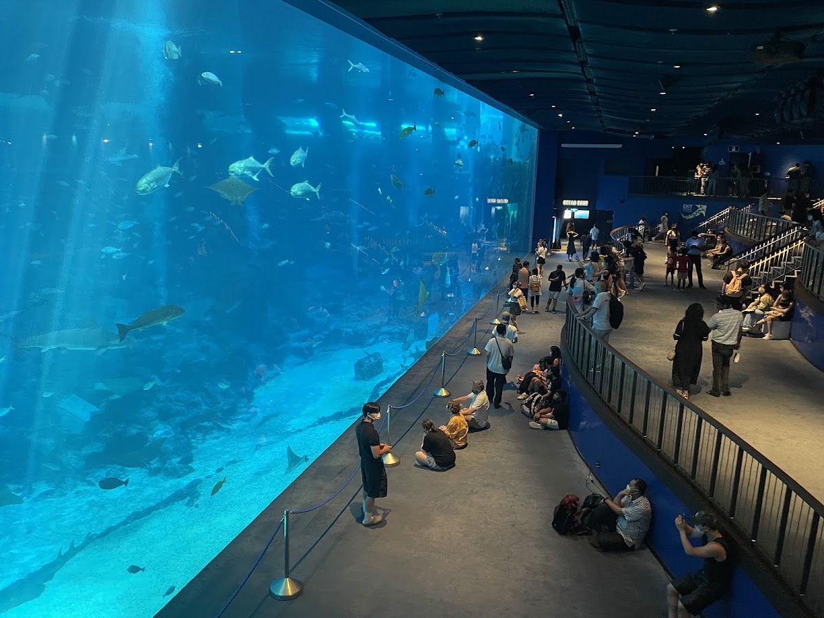दिन 3: Sentosa के बीच, Aquarium tunnels और आसान शो वाली रात