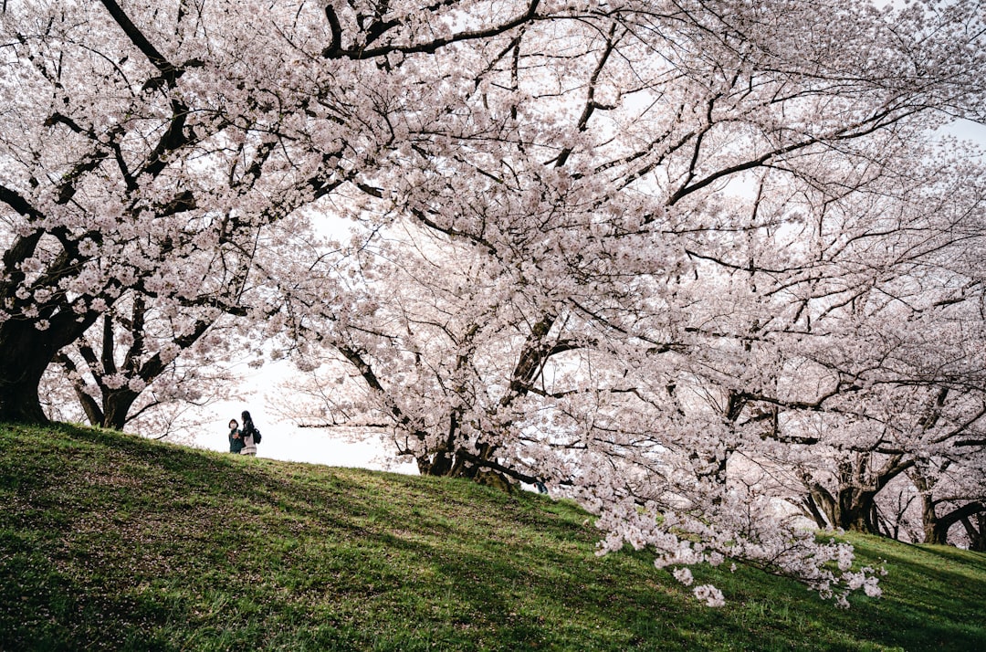 Mejores lugares cerezos: por qué viajar para ver sakura