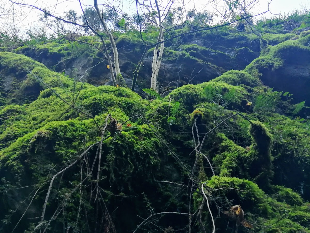 Reisen mit Haustier Europa 2026: Der komplette Guide